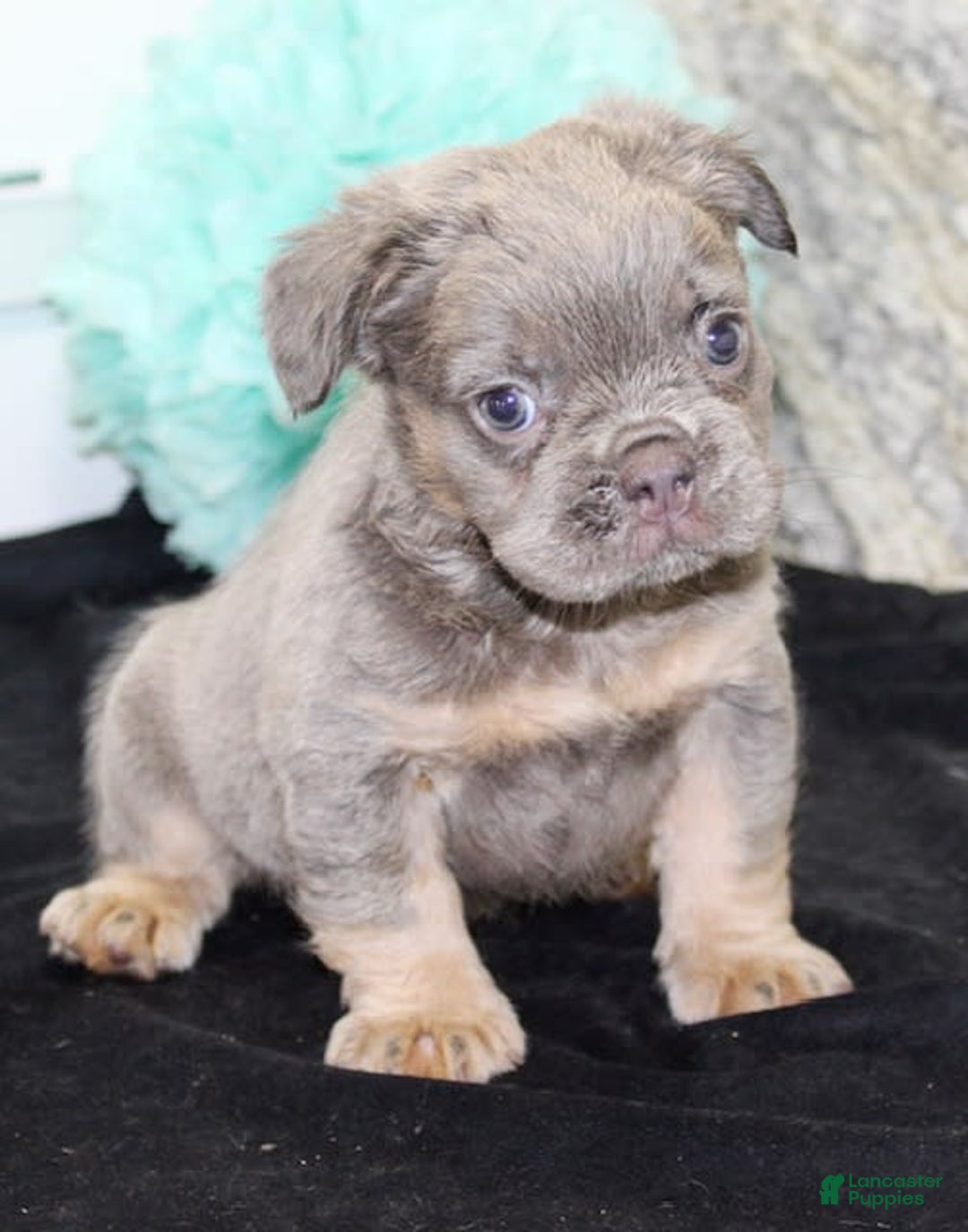French Bulldog dogs for sale: Marline - Image 8