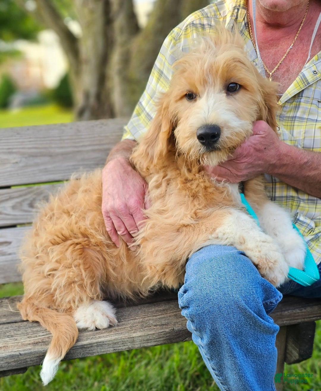 Great Pyrenees dogs for sale: Pyredoodle Fb - Image 18
