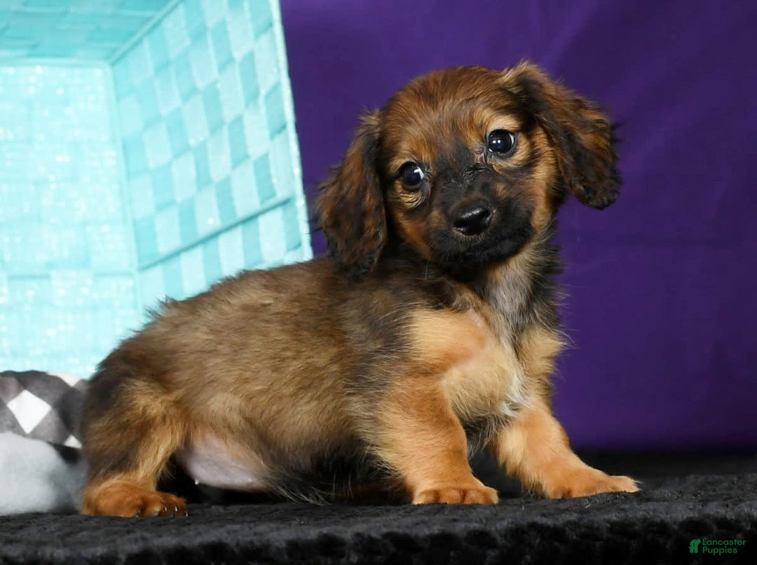 Miniature Dachshund dogs for sale: Dixie - Image 7