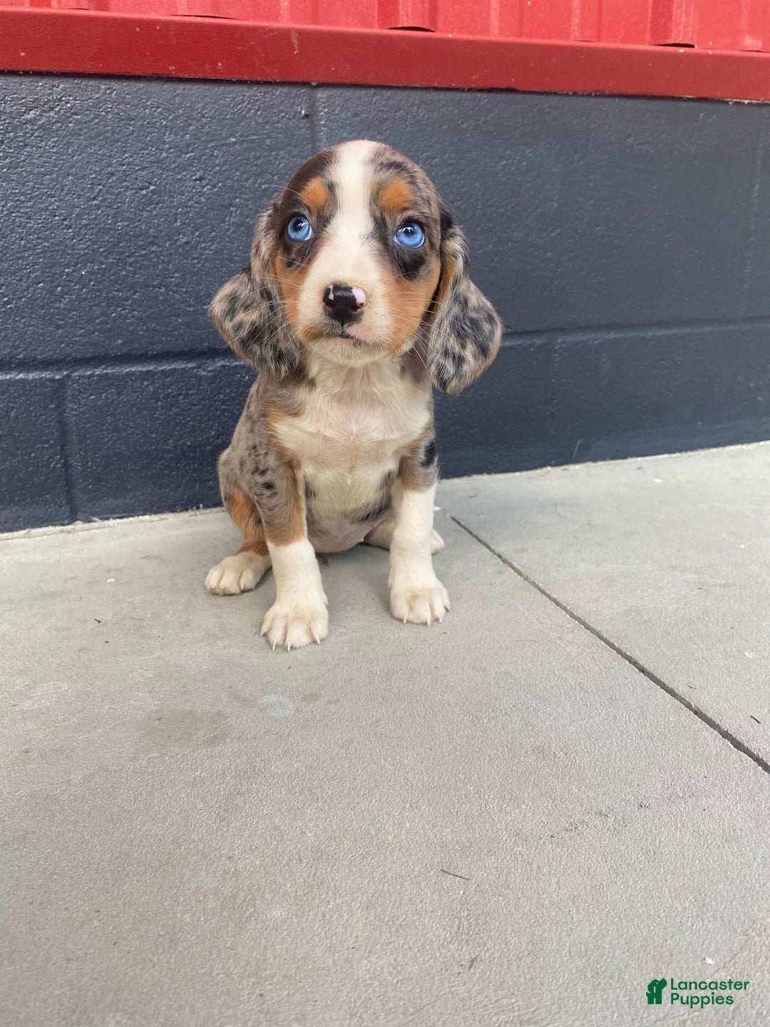 Beaglier dogs for sale: Annie - Image 1