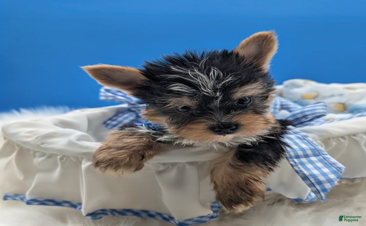 Yorkshire Terrier dogs for sale - Ad 3