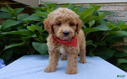 Mini Goldendoodle dogs for sale: Mack - Image 6