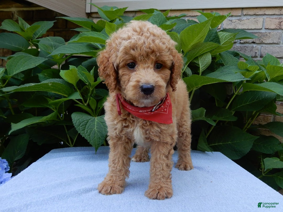 Mini Goldendoodle dogs for sale: Mack - Image 6