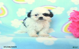 Teddy Bear dogs for sale: Lollipop - Image 3