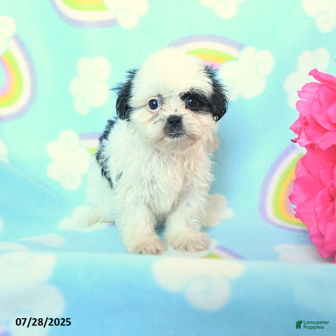 Teddy Bear dogs for sale: Lollipop - Image 3