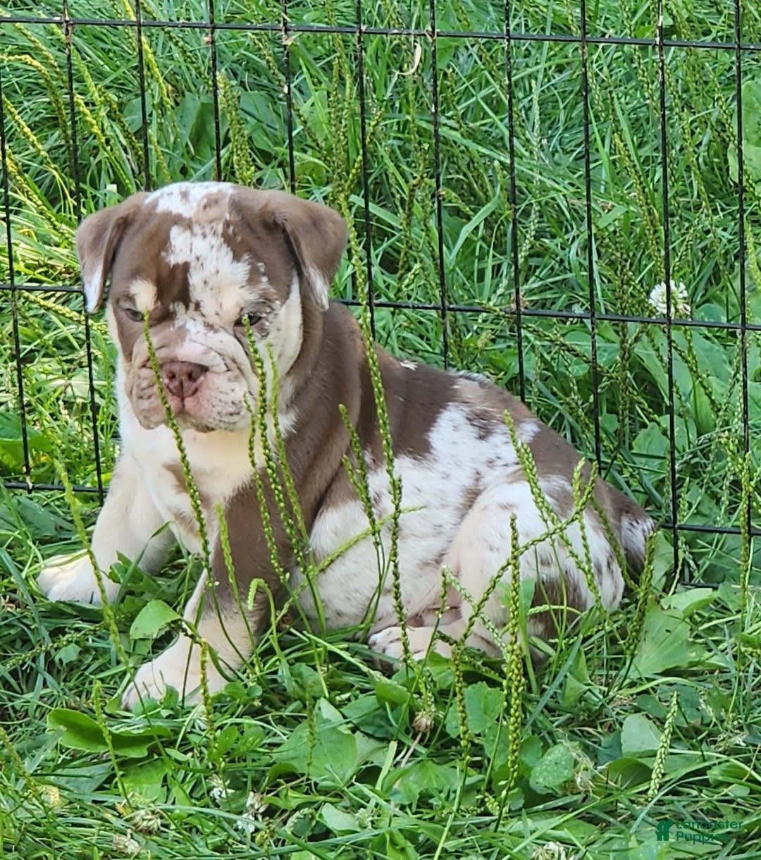 English Bulldog dogs for sale: Rocky - Image 7