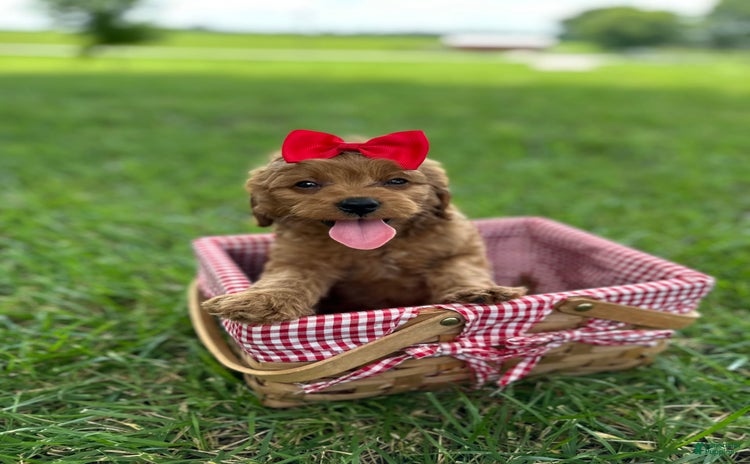 Cavapoo dogs for sale - Ad 3