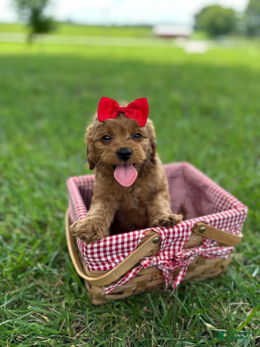 Cavapoo dogs for sale: Reese - Image 1