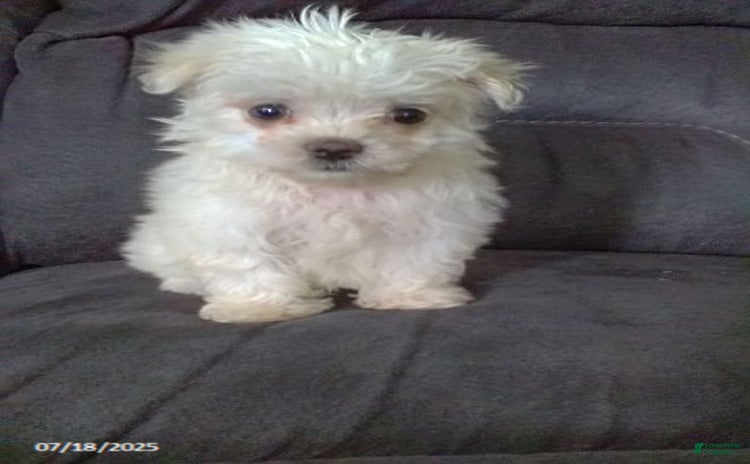 Maltese dogs for sale - Ad 4