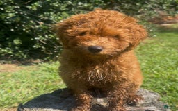 Cockapoo dogs for sale: Cupcake - Image 5