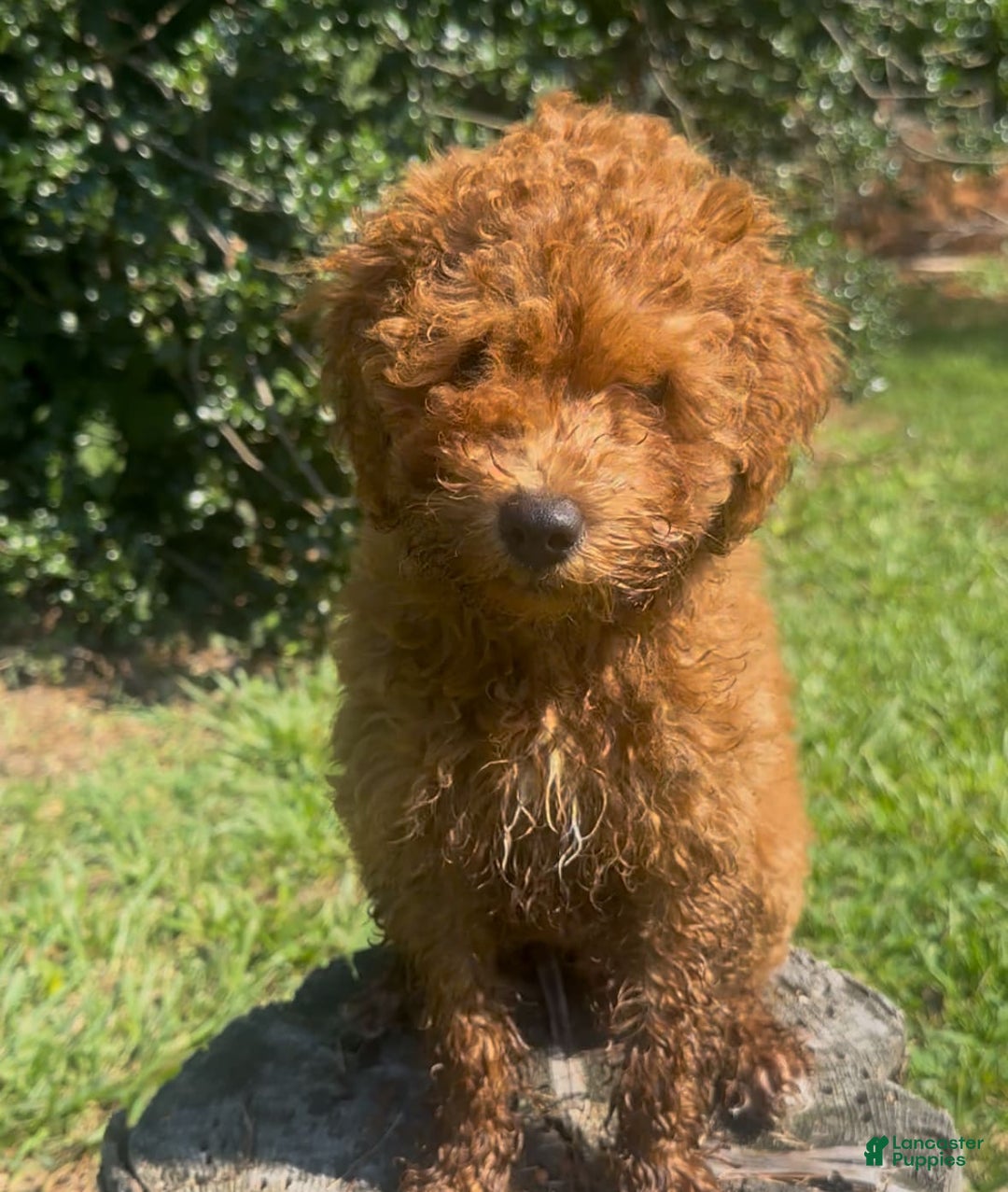 Cockapoo dogs for sale: Cupcake - Image 5