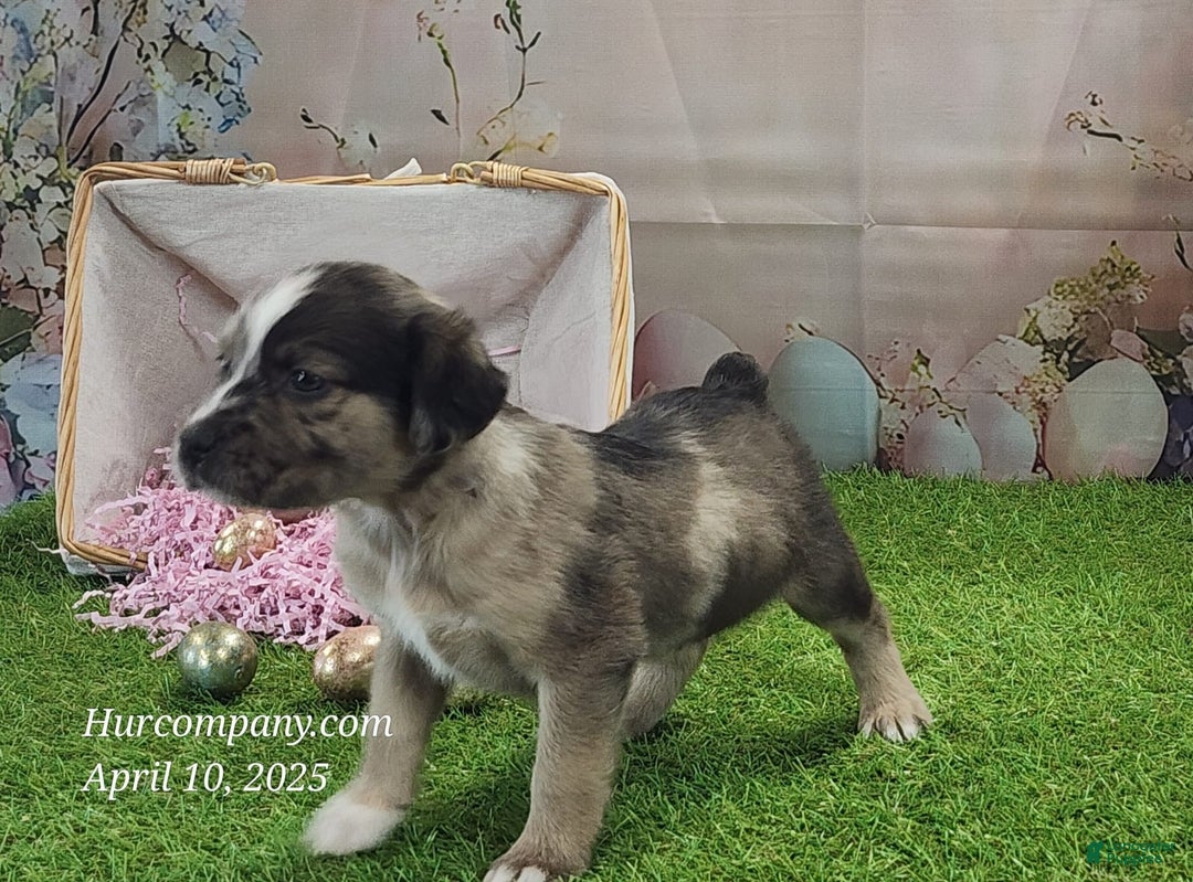 Catahoula Leopard Dog dogs for sale: Goldie 2025 F1 - Image 7