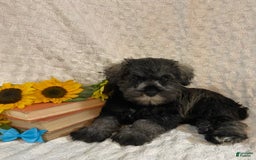Miniature Schnauzer dogs for sale: Dessy - Image 5