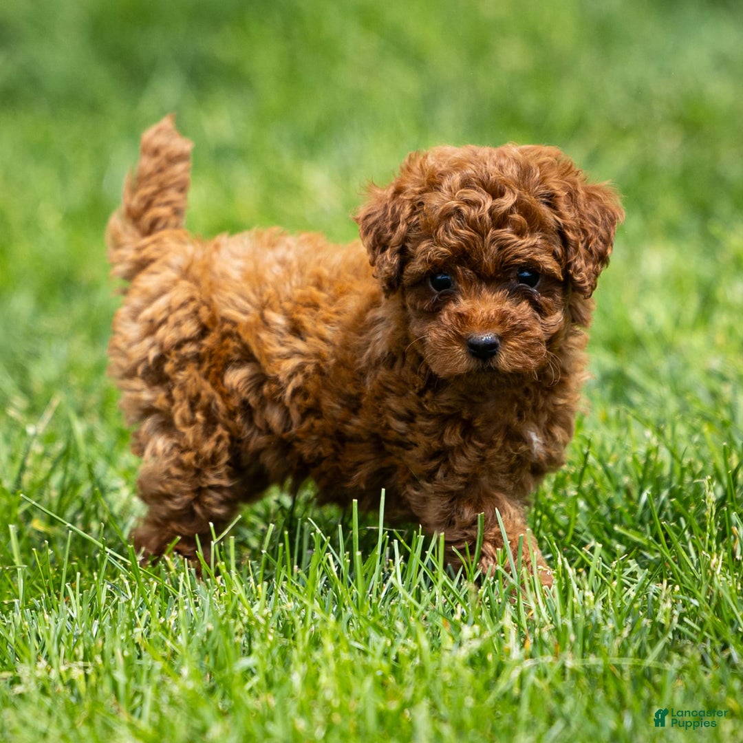 Toy Poodle dogs for sale: Ruby Belle - Image 5