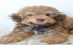 Bichpoo dogs for sale: Rex - Image 5