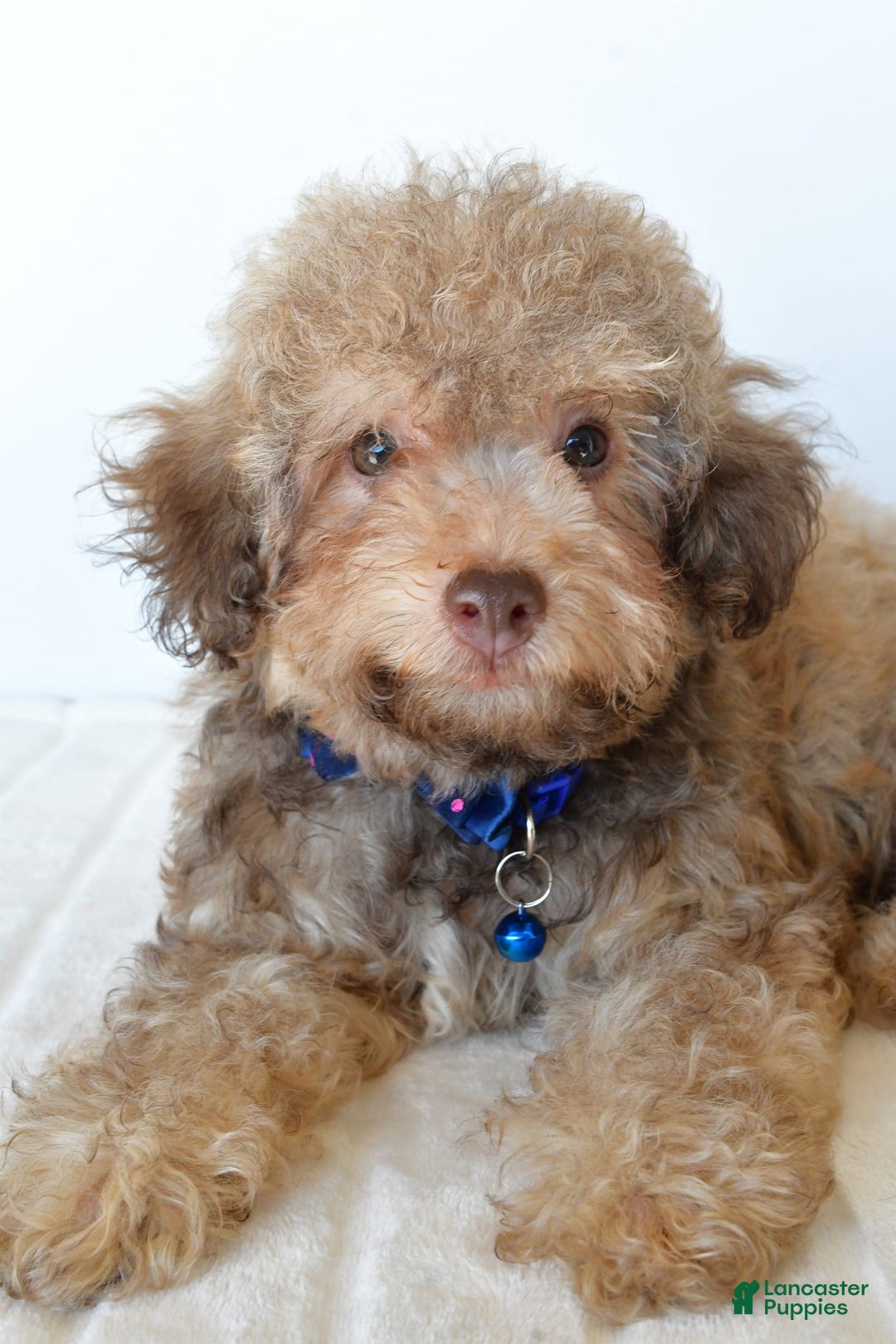 Bichpoo dogs for sale: Rex - Image 5