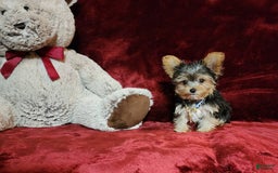 Yorkshire Terrier dogs for sale: PEANUT - Image 8