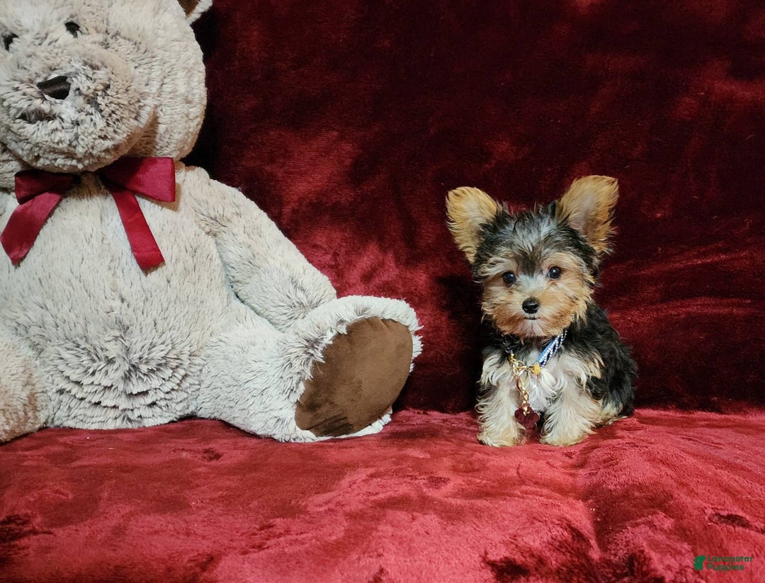Yorkshire Terrier dogs for sale: PEANUT - Image 8