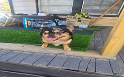 French Bulldog dogs for sale: Soilder - Image 8