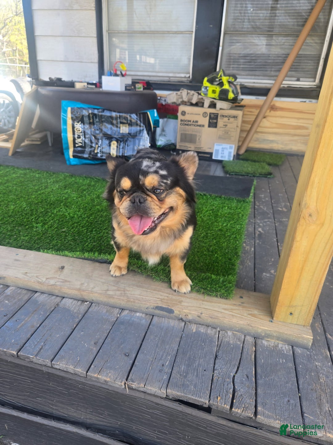 French Bulldog dogs for sale: Soilder - Image 8