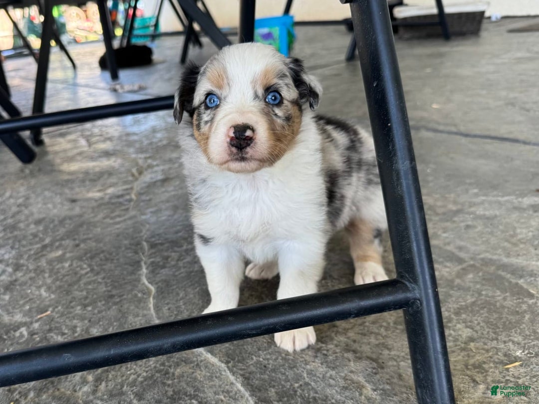 Australian Shepherd dogs for sale: Light Pink Collar - Image 2