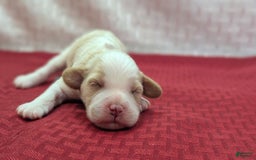 Cockapoo dogs for sale: Chris - Image 9