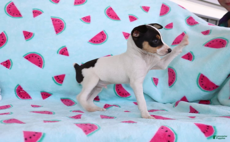 Toy Fox Terrier dogs - Advert 6