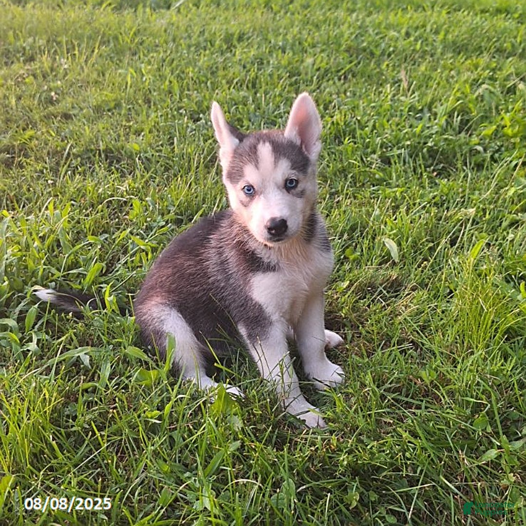 Gerberian Shepsky dogs for sale: Ace - Image 2