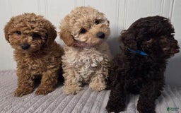 Toy Poodle dogs for sale: Kyle - Image 3