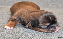 Shorkie dogs for sale: Peanut - Image 12