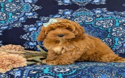 Cockapoo dogs for sale: Dustee - Image 10