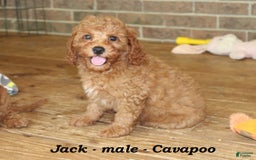 Cavapoo dogs for sale: Jack - Image 1