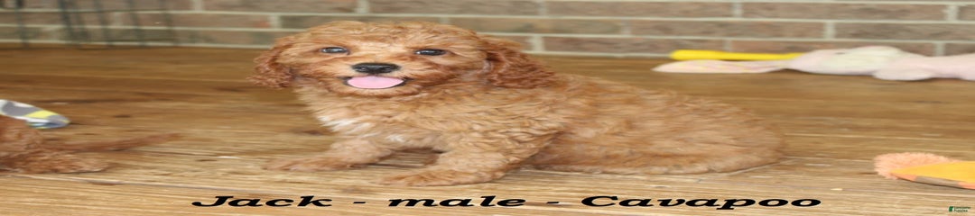 Jack