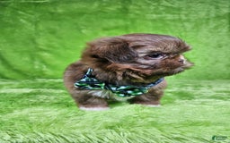 Shih Tzu dogs for sale: Bear - Image 6