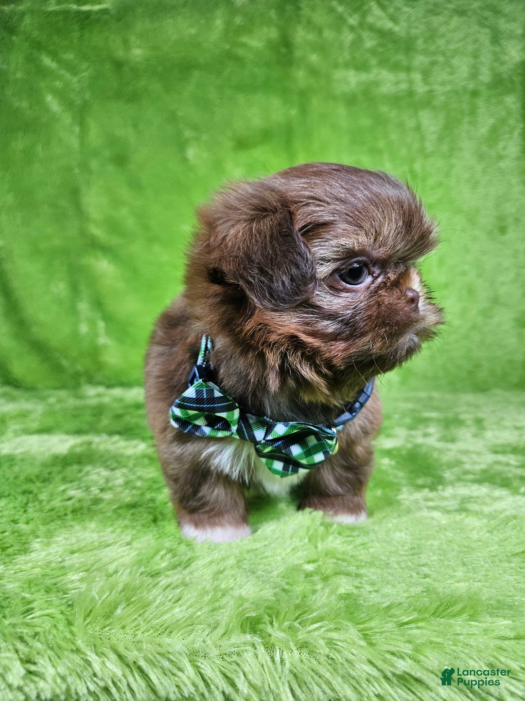 Shih Tzu dogs for sale: Bear - Image 6