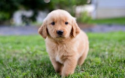 Golden Retriever dogs for sale: Dash - Image 5