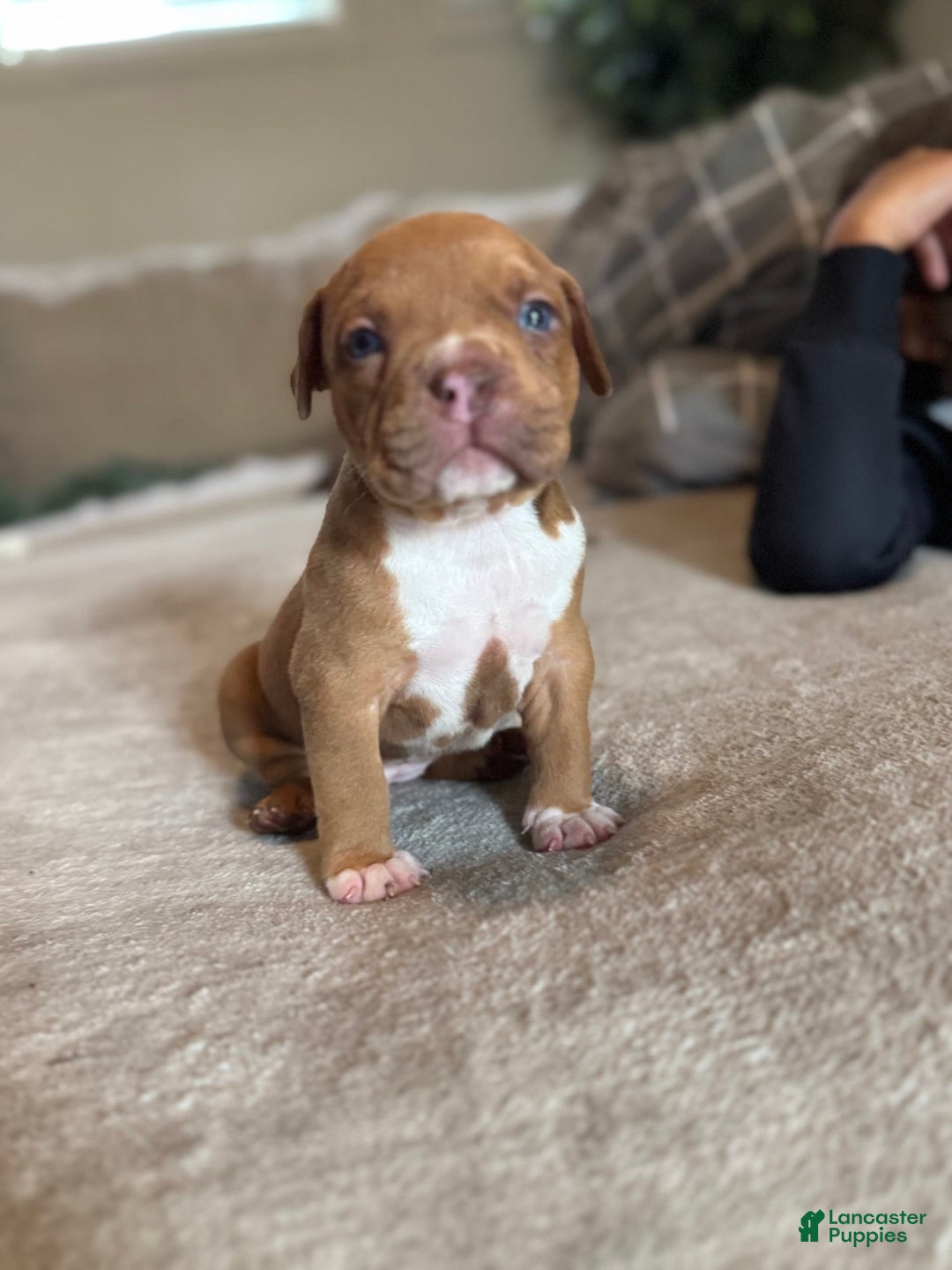 American Bully dogs for sale: No Name - Image 3