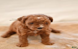 Goldendoodle dogs for sale: Yosemite - Image 2