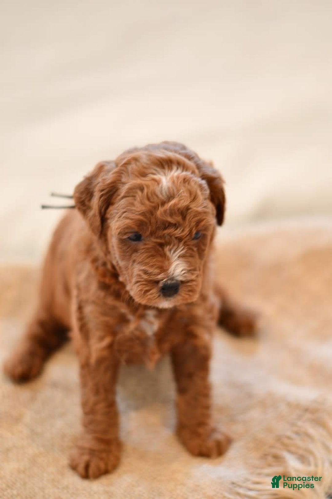 Goldendoodle dogs for sale: Yosemite - Image 2