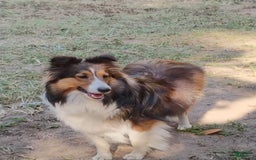 Shetland Sheepdog dogs for sale: A - Image 4