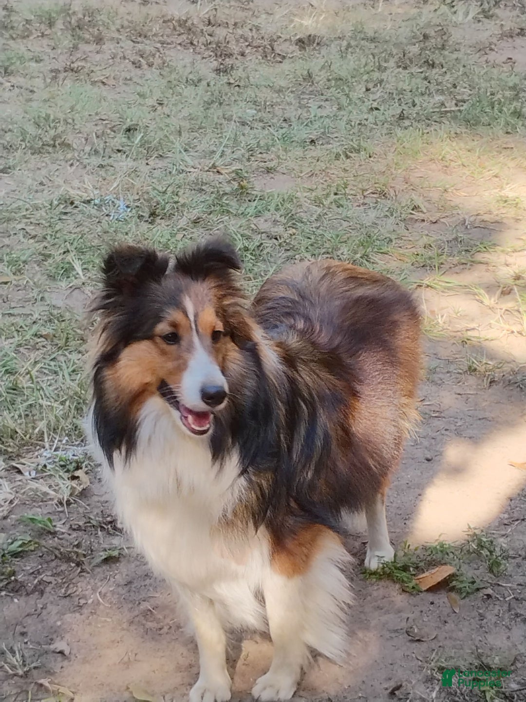 Shetland Sheepdog dogs for sale: A - Image 4