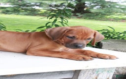 Rhodesian Ridgeback dogs for sale: Gavin - Image 13