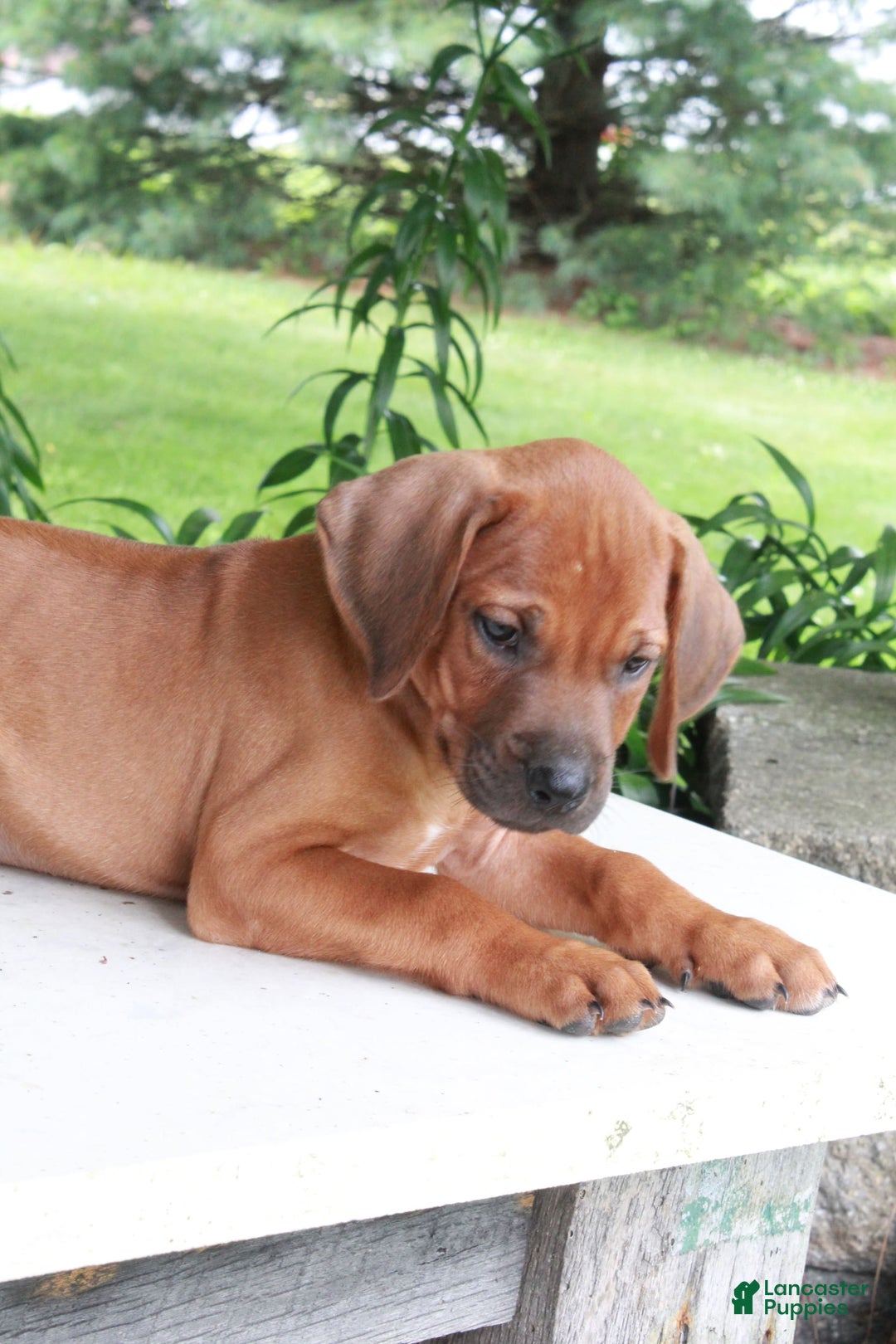 Rhodesian Ridgeback dogs for sale: Gavin - Image 13