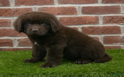 Newfoundland dogs for sale: Max - Image 2