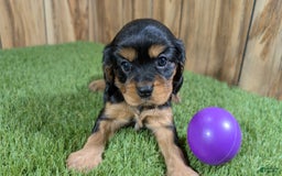 Cavalier King Charles Spaniel dogs for sale: Brin Girl 2 - Image 4