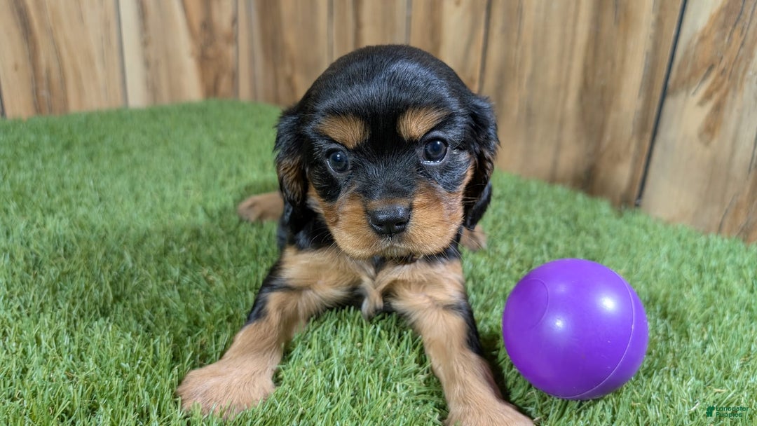 Cavalier King Charles Spaniel dogs for sale: Brin Girl 2 - Image 4