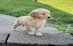 Golden Retriever dogs for sale: Forest - Image 3