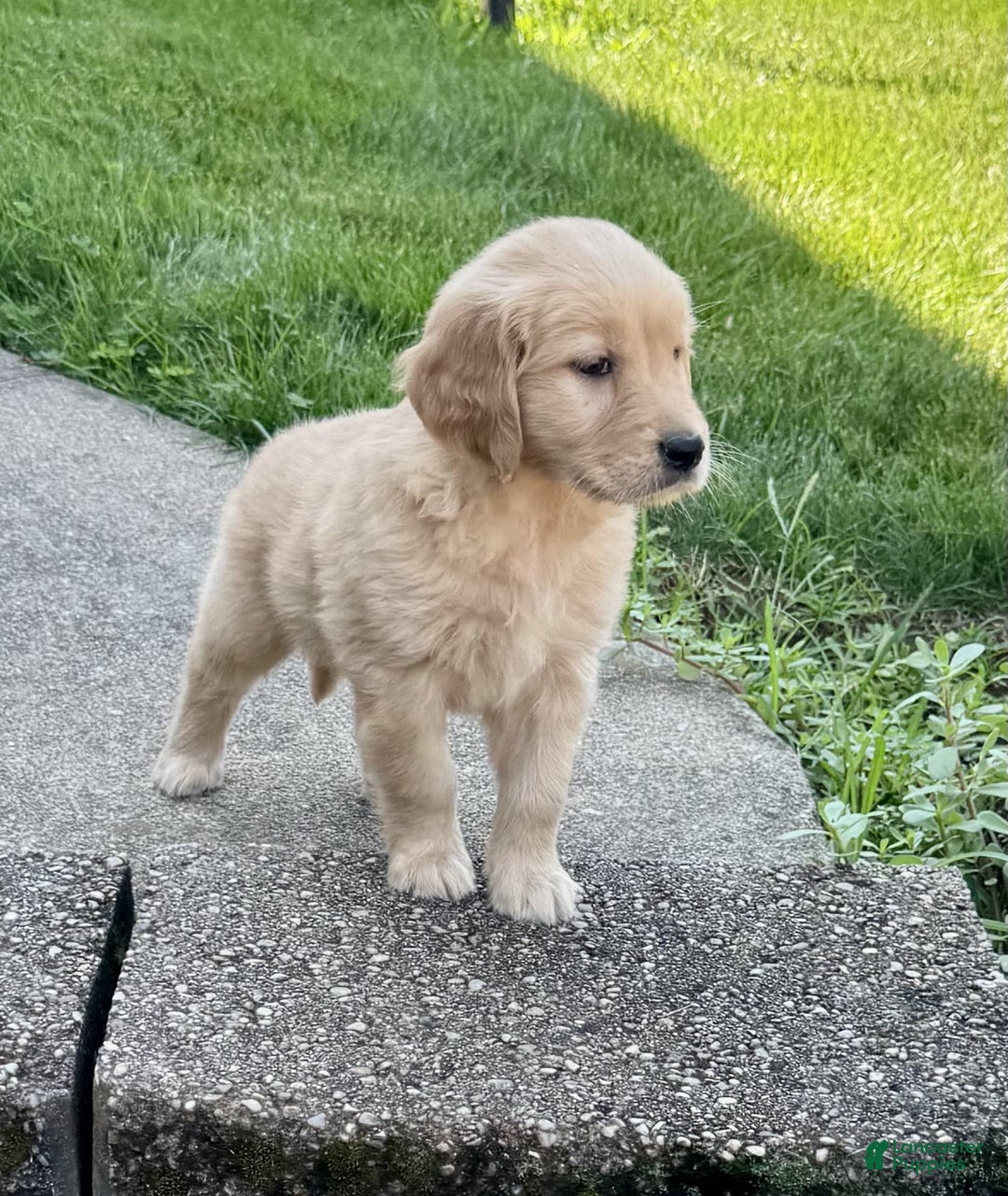 Golden Retriever dogs for sale: Forest - Image 3