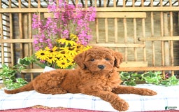 Mini Goldendoodle dogs for sale: Khloe - Image 1