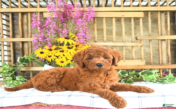 Mini Goldendoodle dogs for sale - Ad 2